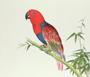 Electus Parrot, on a bamboo shoot, Ch